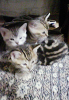 080424_2347.JPG